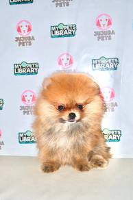 w22 Adorable Pomeranian Puppy