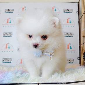 Pomeranian