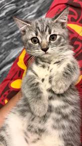 BSH mix Marble