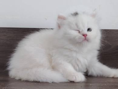 White kitten 