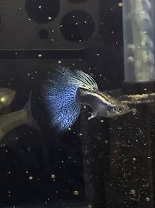 guppy