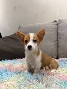 Welsh corgi puppy
