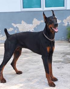 Europeon Doberman Male 德系杜兵犬
