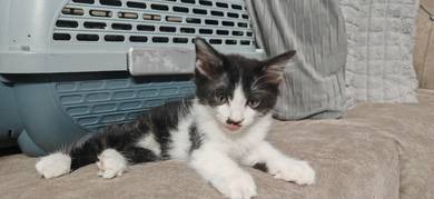 Cat For adoption