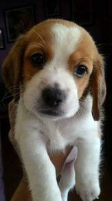 Sunshine Beagle Pretty Tan Brow Little Puppy Baby