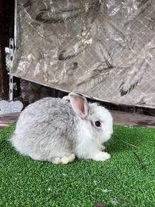 Arnab Rabbit