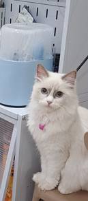 Sesl bicolour ragdoll