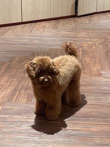 Toy Poodle for Sale