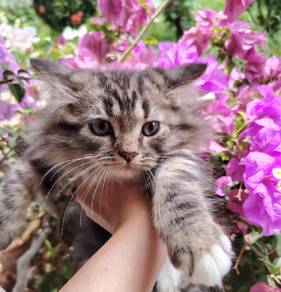 female kitten