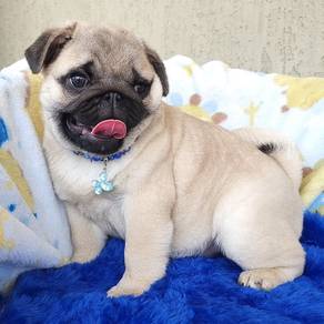 pug puppies k