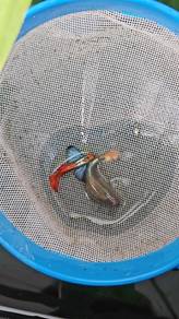 ikan guppy 