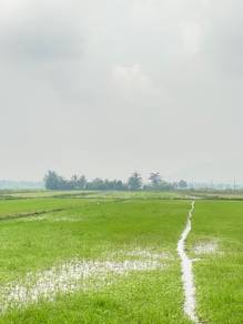 Agricultural Land in Pasir Puteh, KTN