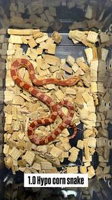 hypo corn snake