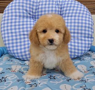 maltipoo parti colour 