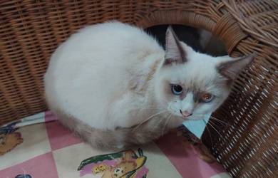 kucing siam