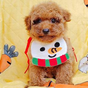 Toy Poodle