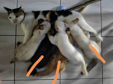 kucing