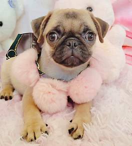 Pug