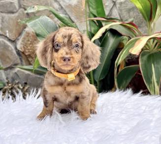 MINIATURE DACHSHUND Puppies 078 🐻 Adorable Puppy