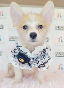 Welsh Corgi