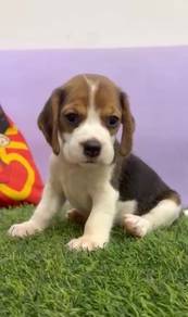 Beagle puppies quality
