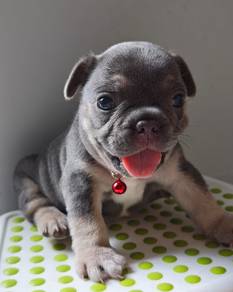 French Bulldog Puppies