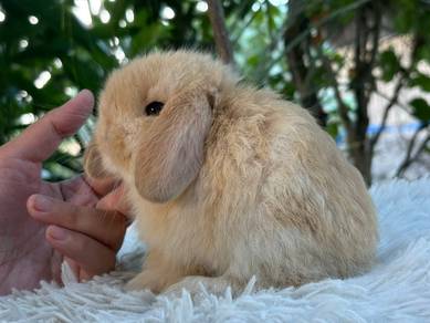 Holland lop