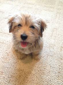 T5529 Cuddlesome Silkese Cute Small Sikly Coat Pup