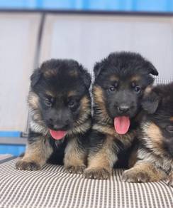 German Shepherd