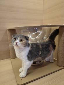 Scottish Fold calico Kitten