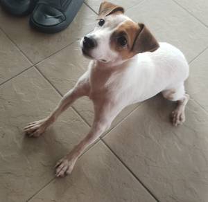 Jack Russell Terrier Female