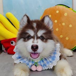 Wooly Husky
