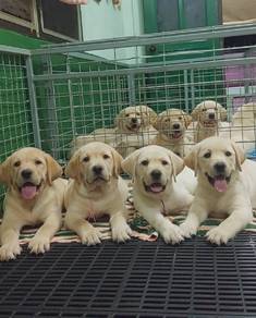Labrador retriever with MKA 