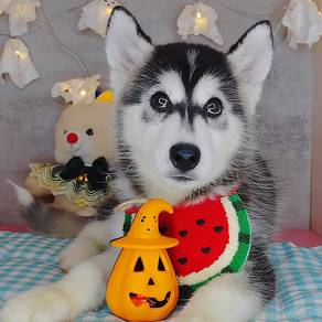 Wooly Husky