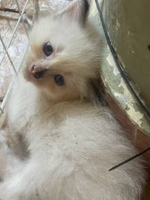 Persian Ragdoll Kitten