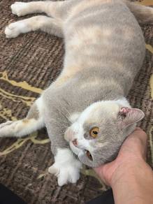 kucing british short hair lilac