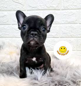 BVBV6333 French Bulldog black brindle little puppy