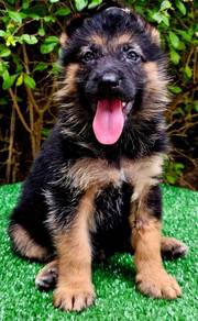 GERMAN SHEPHERD PUPPIES GSD59 Good structure Boy