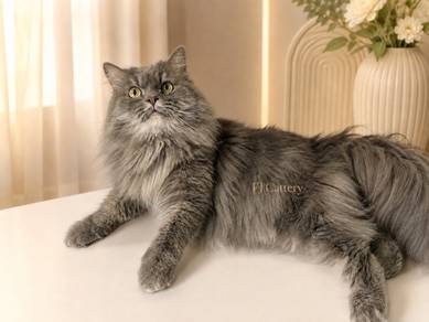 Mainecoon mix Persian