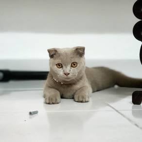 Bsh scottish male muka bulat 5 bulan