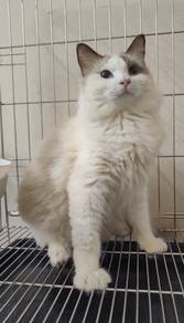 Ragdoll Quality Kitten male