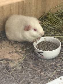 Guinea pig TEDDY for sale