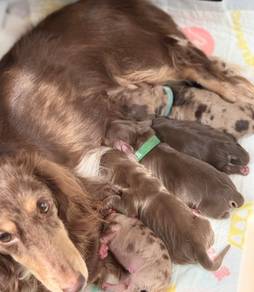 Miniature Dachshund