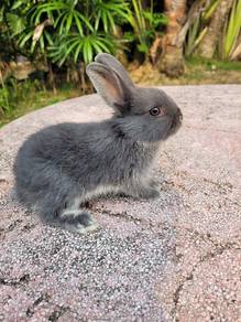 Rabbit Nd dwarf grey cute❤️❤️❤️