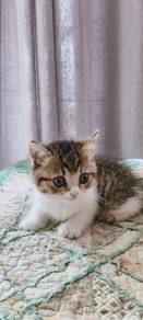 Bsh