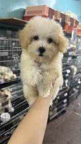 BichonPoo Male Puppy GM-2