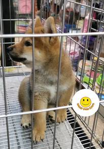 SS900 Shiba Inu puppies