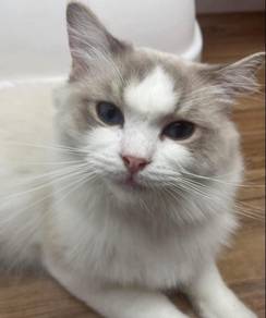 Ragdoll for Sale