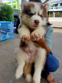 husky&