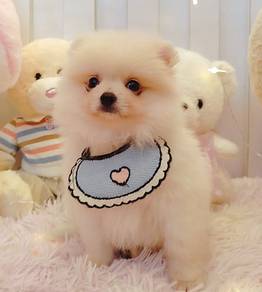 Pomeranian